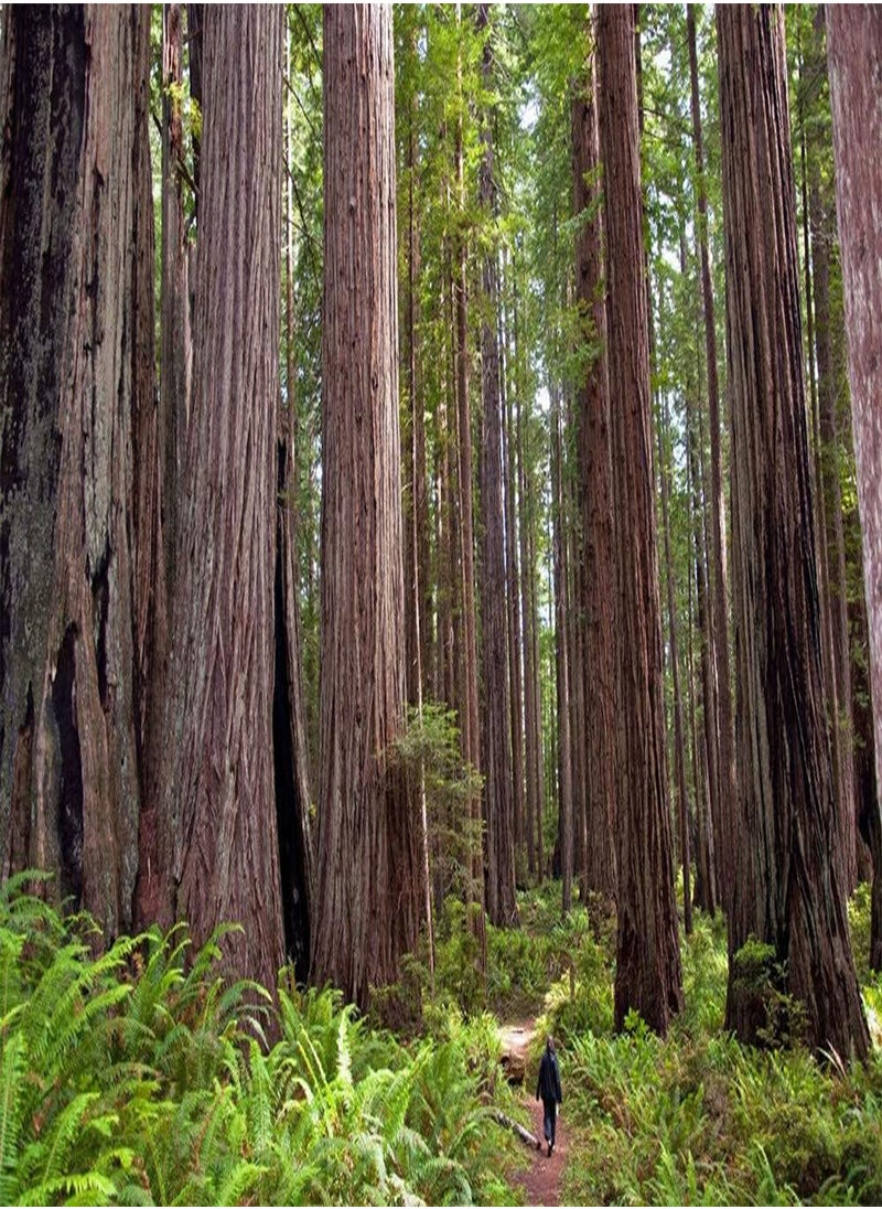 GGOOT - 100 Seeds Sequoia Sempervirens Coast Reedwood Tree - Image 1