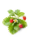 Click & Grow Multicolour