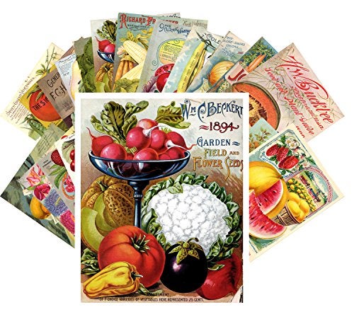 PIXILUV Vintage PostCards 24 pcs Veges and Fruits Vintage Seed Pockets Gardens - Image 4