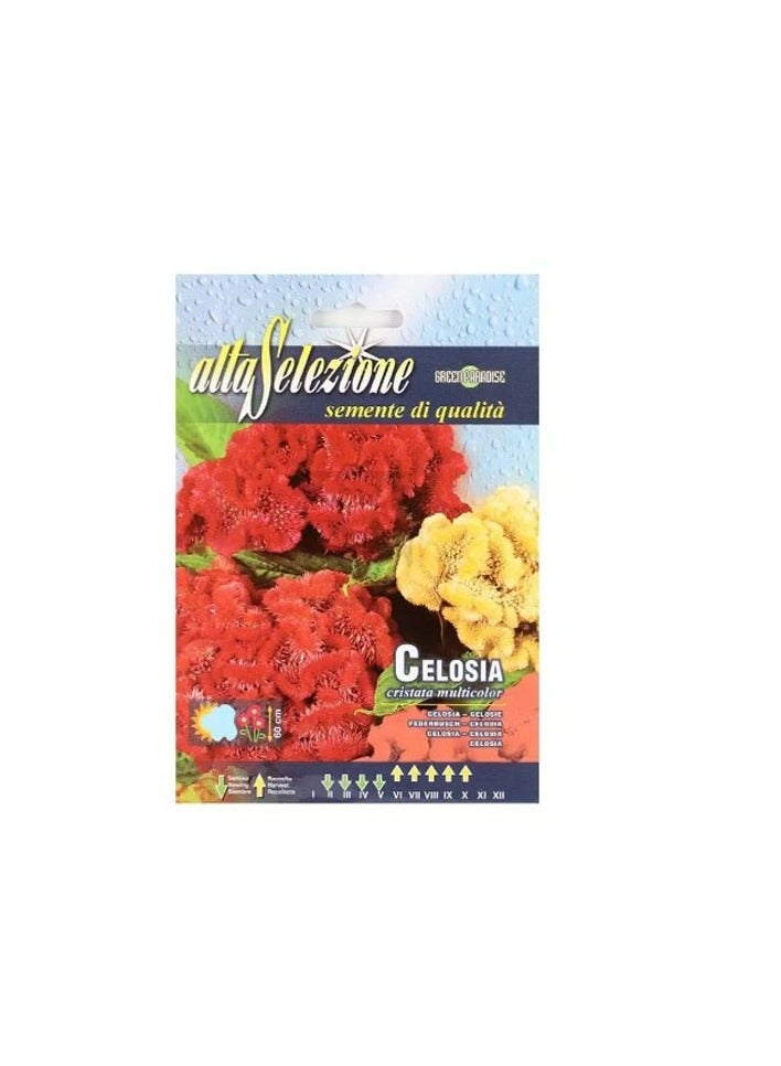 KNP Celosia Cristata Multicolor Seeds