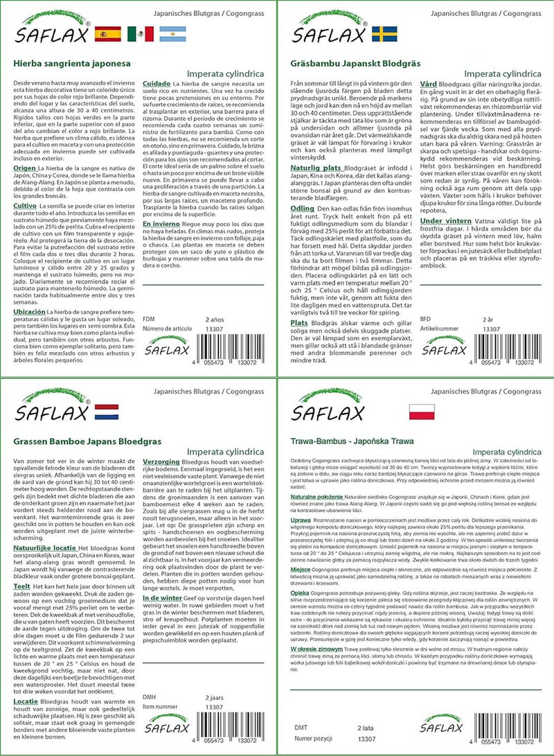 GGOOT Cogongrass - 50 Seeds - Imperata cylindrica - Image 4