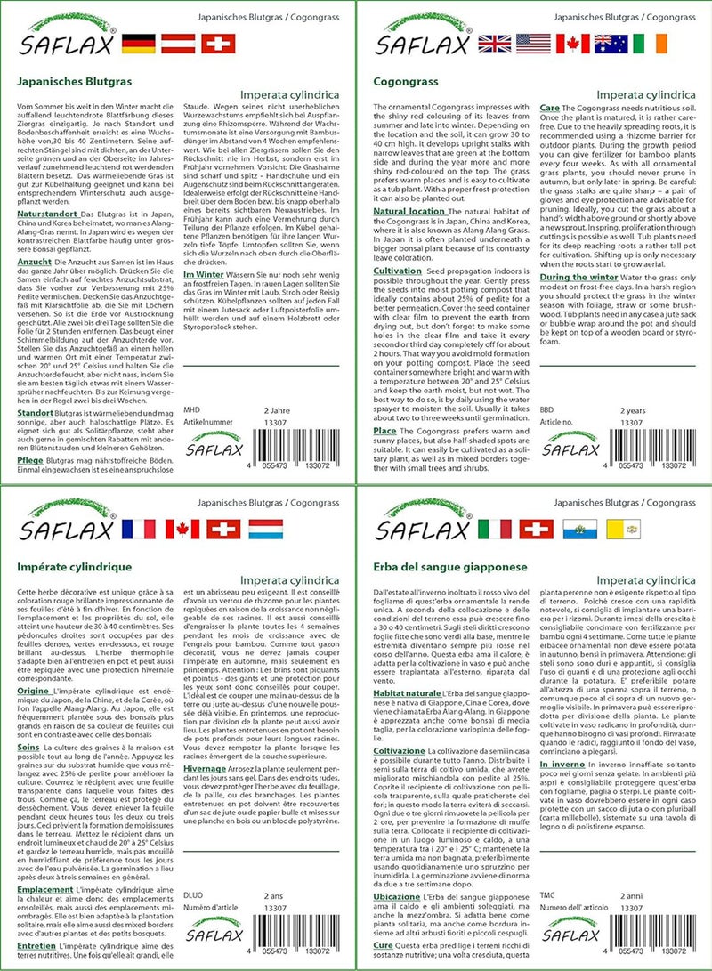 GGOOT Cogongrass - 50 Seeds - Imperata cylindrica - Image 3