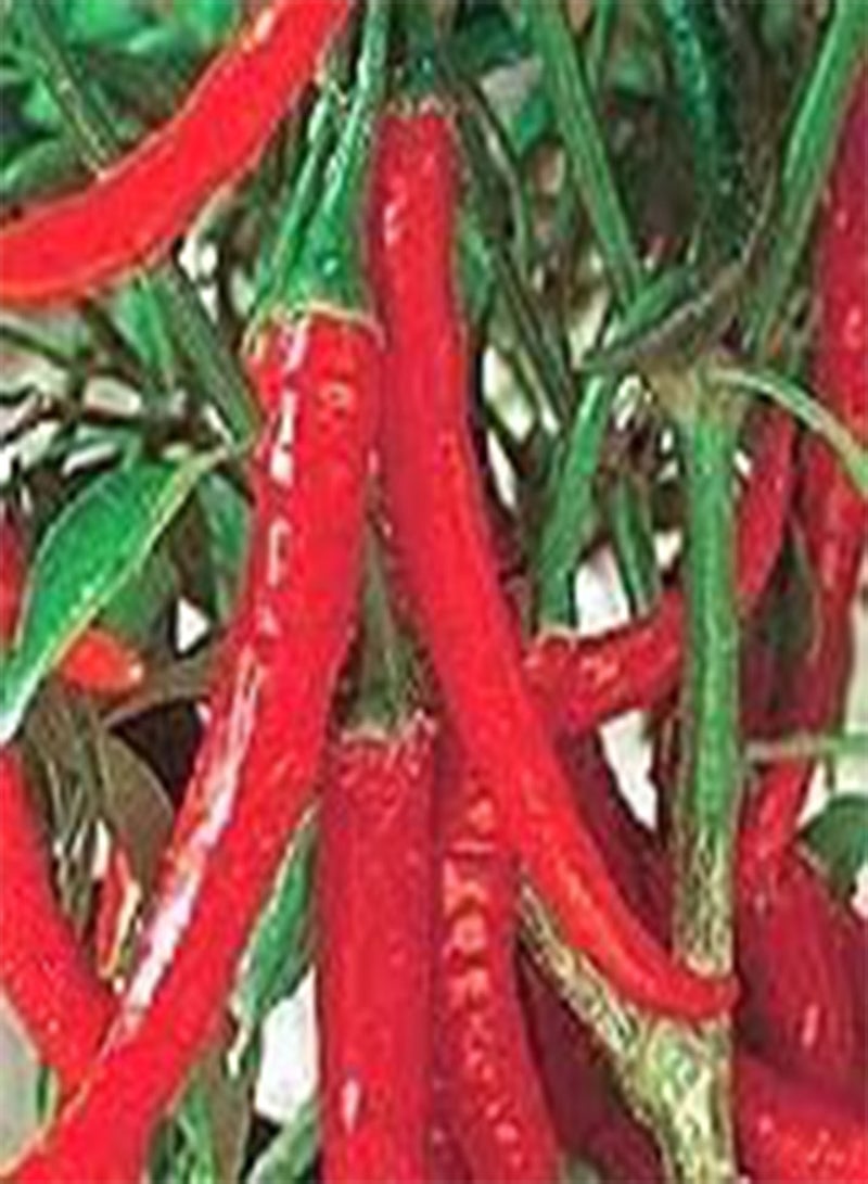GGOOT Chilli Pepper - Ring O Fire - Very HOT seeds