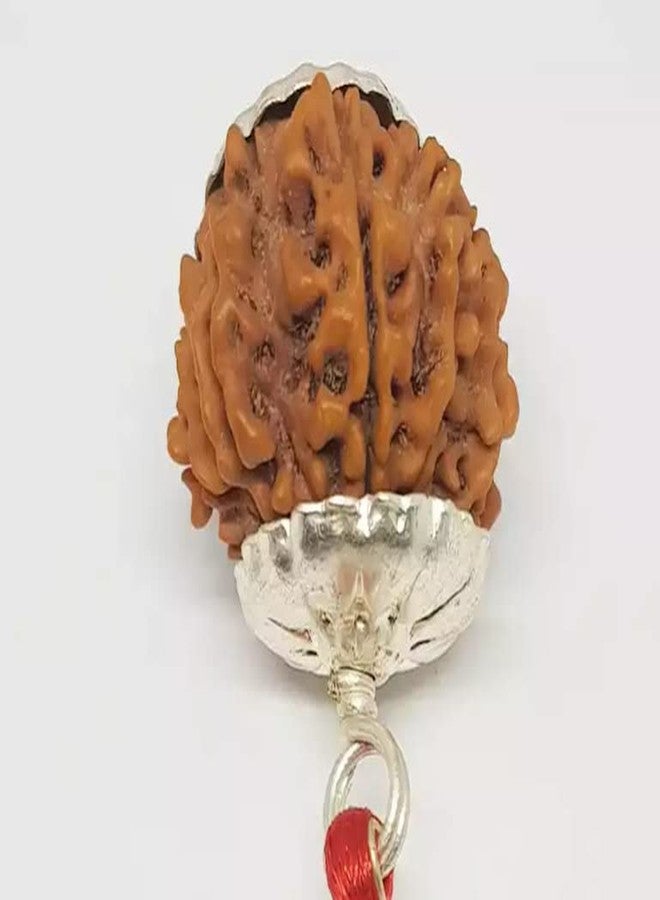 11 موكي رودراكشا نيبال مع غطاء فضي 11 وجه رودراكشا الأصلي معتمد من Igl Eleven Faced Rudraksha ग्यारह मुकी रुत्राक्ष Gyarah Mukhi Rudraksha للنساء 11 मुकी रुग्राक्ष من IRIS GEMS - Image 2