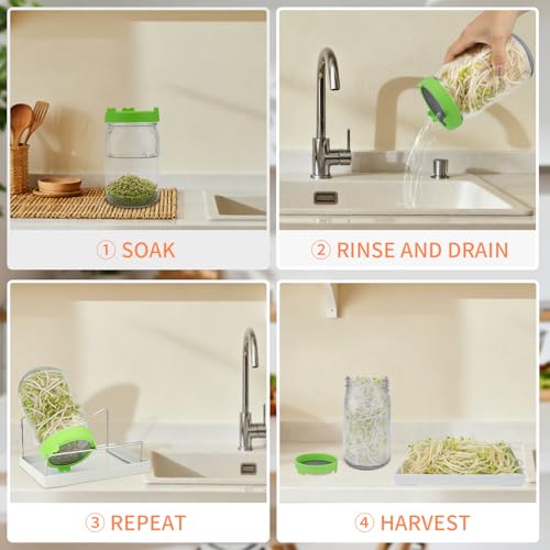 TitaniX Seed Sprouting Kit with Mung Beans 80g, 2 Large Wide Mouth Mason Jars with Sprout Lids, Blackout Sleeves, Drain Tray, Stainless Steel Stand, Sprouts Growing Kit for Growing Bean Alfalfa Sprout Seeds - Image 4