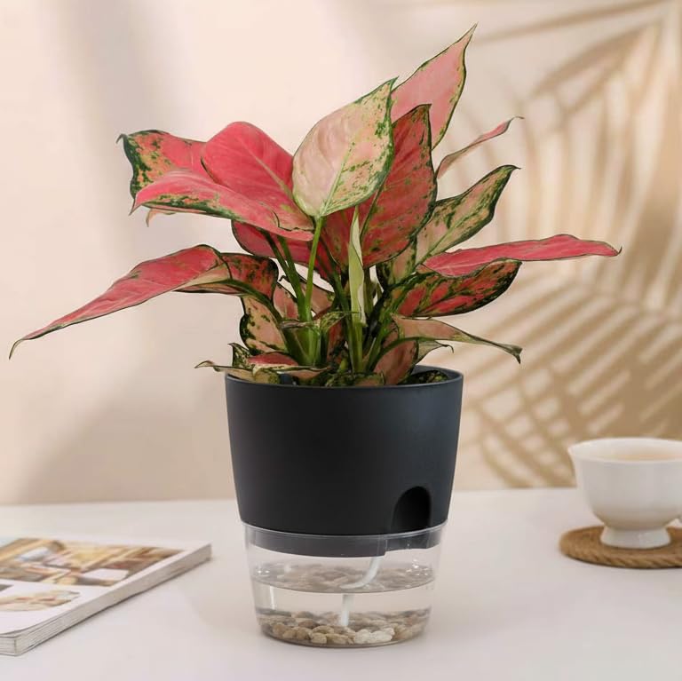Vanavazon 6 Inch Self Watering Planter Pots for Indoor Plants, 3 Pack African Violet Pots with Wick Rope-Black - Image 5