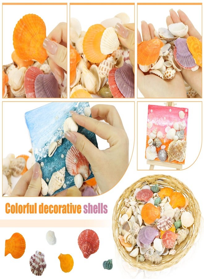 WEOXPR Mixed Sea Shells, 100+ Pcs Beach Seashells Starfish, Various Sizes Ocean Seashells for Fish Tank Vase Fillers, Beach Theme Party Wedding Decor, Candle Making, DIY Crafts - Image 2