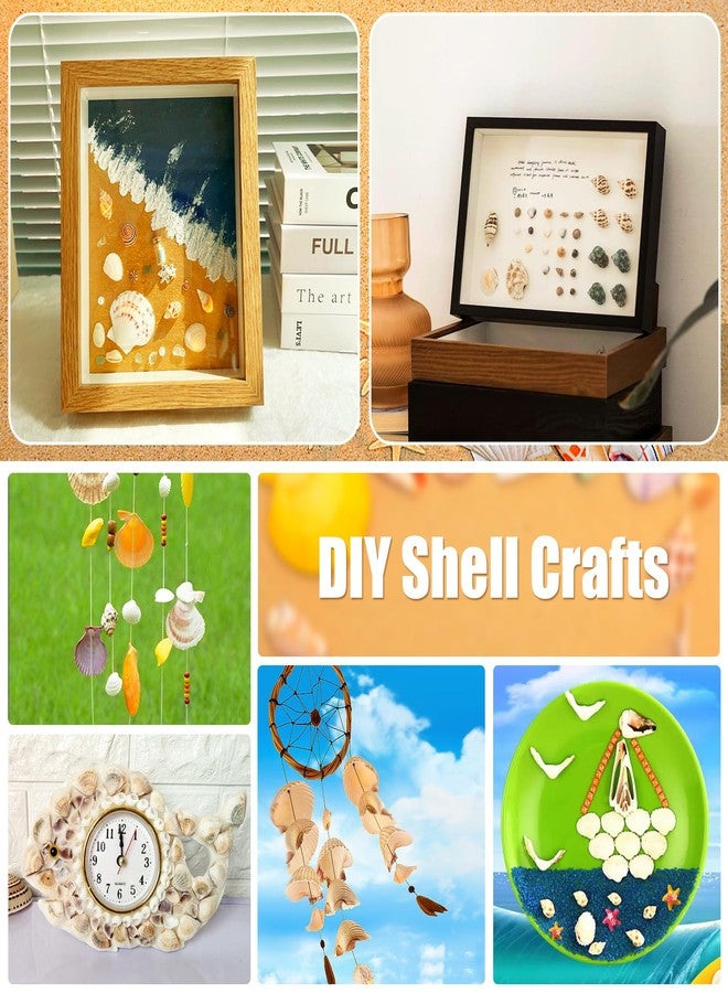 WEOXPR Mixed Sea Shells, 100+ Pcs Beach Seashells Starfish, Various Sizes Ocean Seashells for Fish Tank Vase Fillers, Beach Theme Party Wedding Decor, Candle Making, DIY Crafts - Image 4