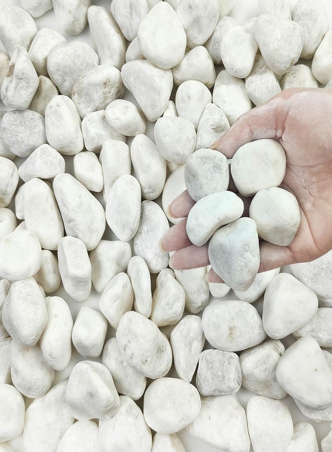 FANTIAN صخور فانتيان البيضاء غير اللامعة، وزن 5 أرطال، مناسبة للنباتات، حصى كبيرة الحجم (2-3 بوصات) للنباتات الداخلية، أحجار نهرية زخرفية للنباتات العصارية، تنسيق الحدائق، المزهريات، الأعمال اليدوية والحدائق - Image 1