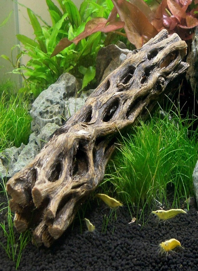 Natural Cholla Wood for Aquarium (1 Piece, 6 Inch) - Image 3