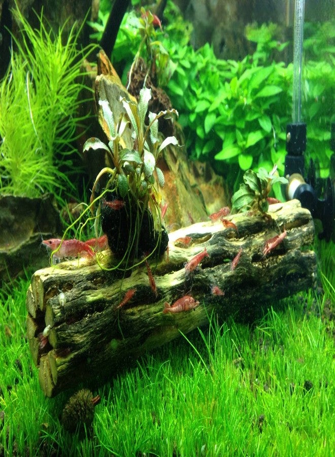 Natural Cholla Wood for Aquarium (1 Piece, 6 Inch) - Image 4