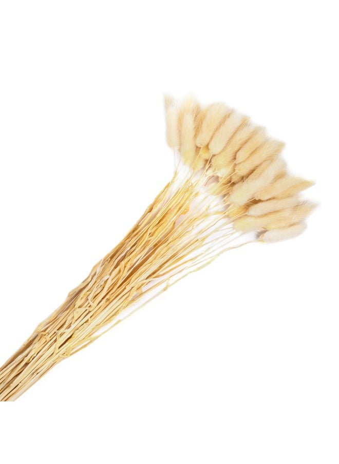 Gulf Flowers Gulf Flowers White Dry Lagurus Bundle – 50pcs Natural Bunny Tails, 65cm Tall Dried Grass for Vase Arrangements, Boho Home Décor, Wedding & DIY Floral Projects 