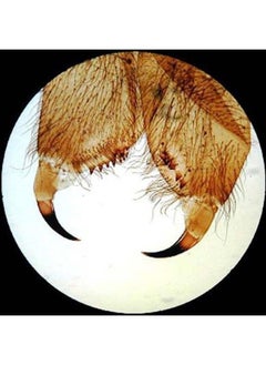 AmScope SE305R-PZ-LED Forward-Mounted Binocular Stereo Microscope, WF10x and WF20x Eyepieces, 10X/20X/30X/60X Magnification, 1X and 3X Objectives, Upper and Lower LED Lighting, Reversible Black/White  - Image 3
