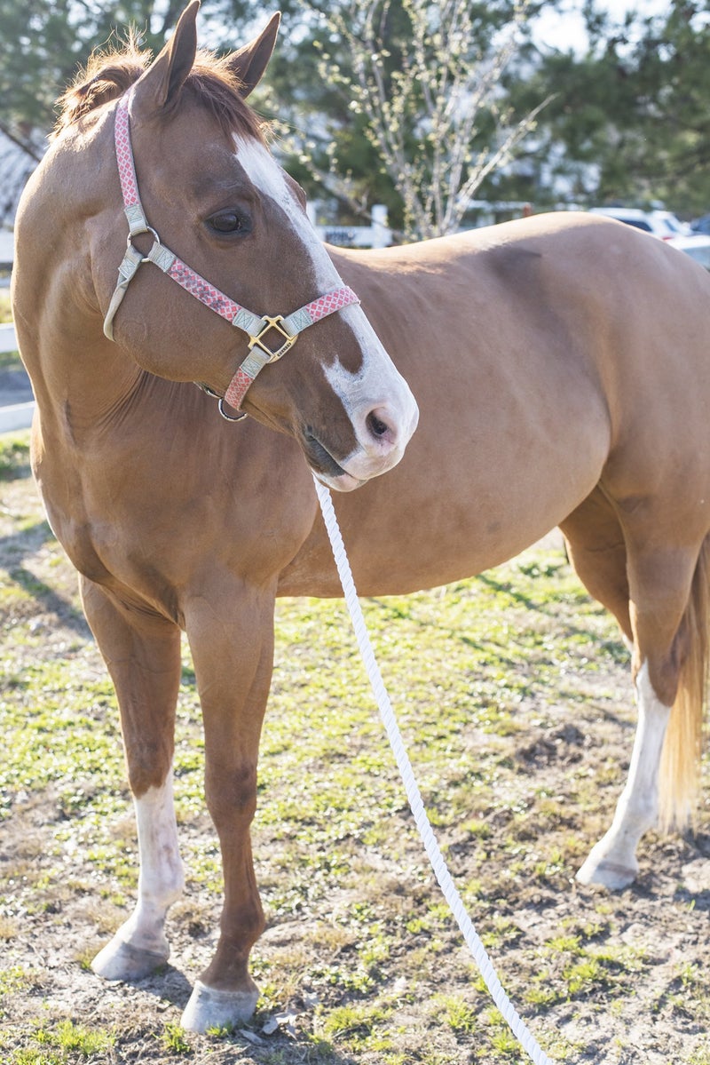 Intrepid International Horse Intrepid International Premium Horse Rope Lunge Line - Durable 1/2" Diameter, 25' Length Cotton Lunge Line with Secure Snap for Equestrian Training Excellence, White - Image 5