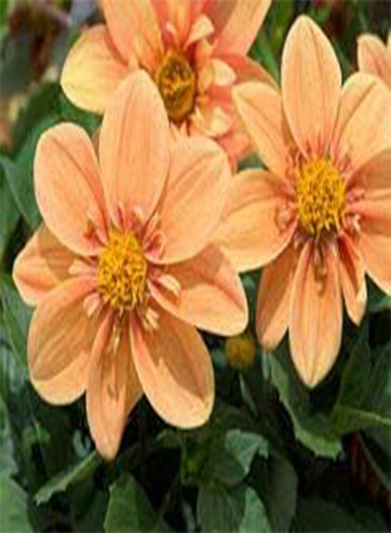 بذور طازجة 100 قطعة بذور زهرة داهيلا للزراعة برتقالي فاتح