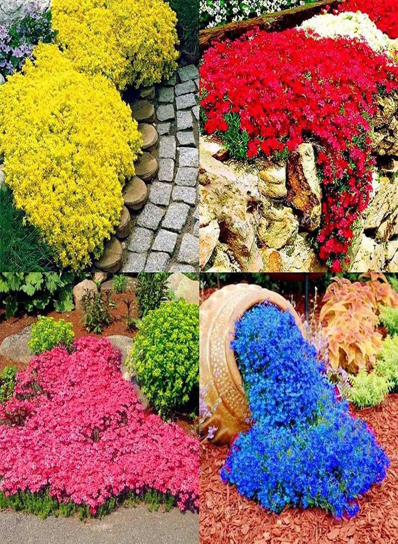 GGOOT 700Pcs Creeping Thyme Seeds Ground Cover Carpet Perennial Flowering Garden Plant Decor Rock Cress Seeds Blue - Image 4