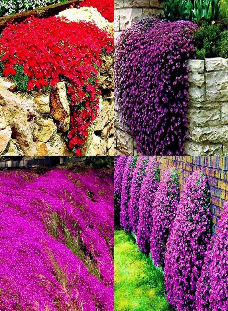 GGOOT 700Pcs Creeping Thyme Seeds Ground Cover Carpet Perennial Flowering Garden Plant Decor Rock Cress Seeds Blue - Image 3