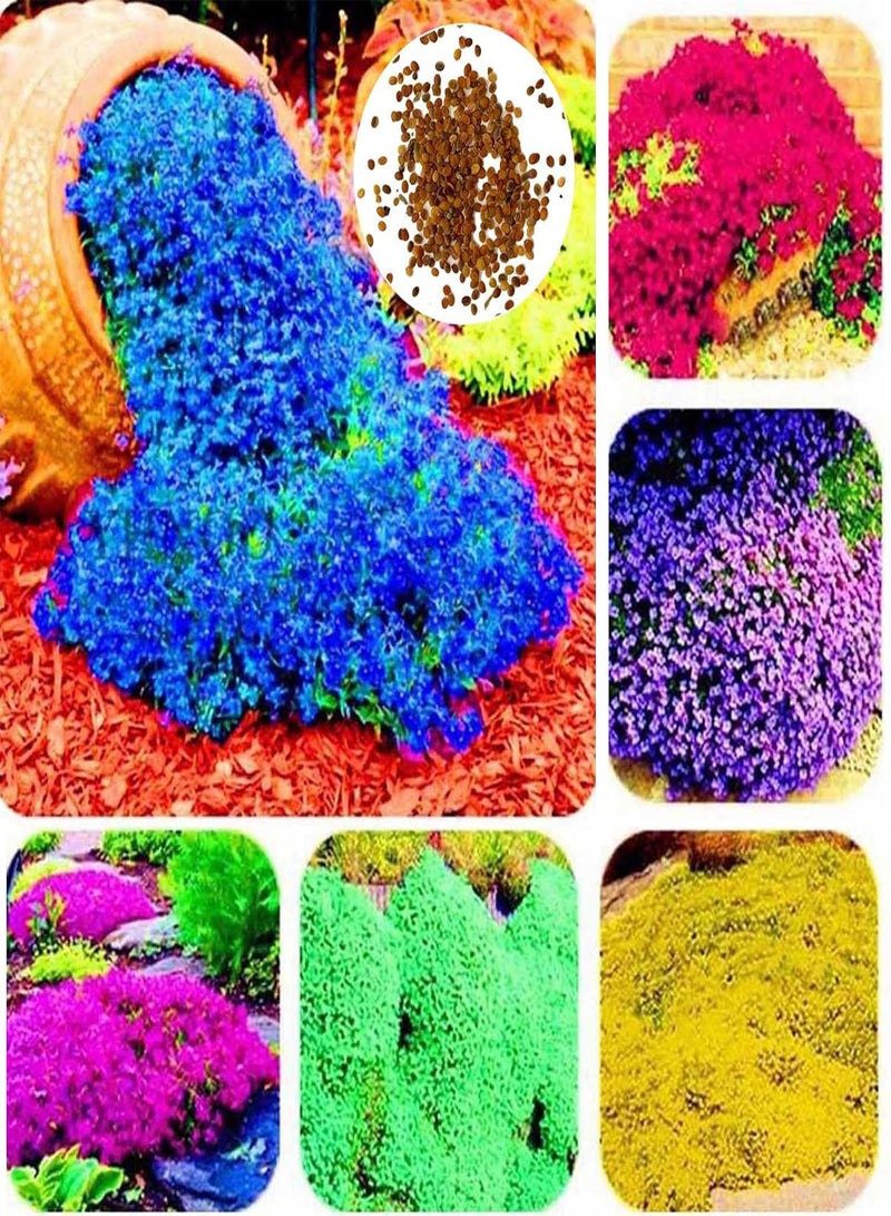 GGOOT 700Pcs Creeping Thyme Seeds Ground Cover Carpet Perennial Flowering Garden Plant Decor Rock Cress Seeds Blue - Image 2