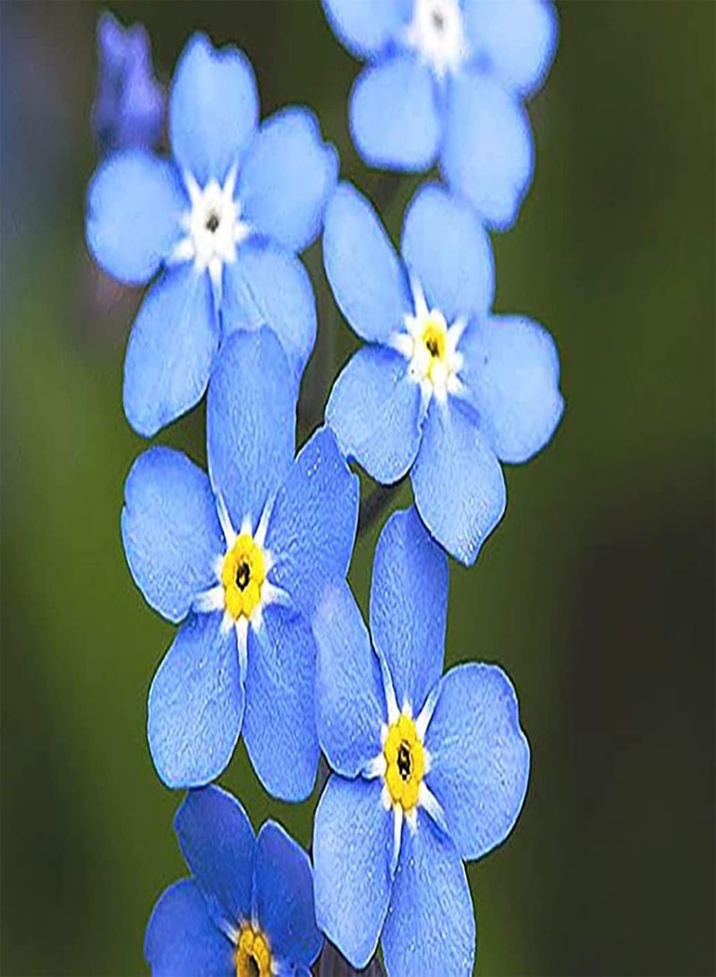 جي جوت 50 قطعة من Lila Vergissmeinnicht Samen brauchen Nicht viel Pflege Unterschiedliche Atmosphäre Zierwert Wirtschaftlicher Wert Weniger schwierig zu pflanzen - Image 2