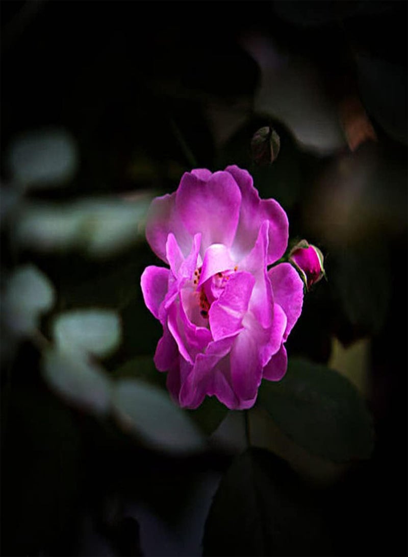 GGOOT 100Pcs Rosa Multiflora Seeds Perennial Vine Climbing Flower is Ideal Garden Material for Landscaping and Landscape Design - Image 2