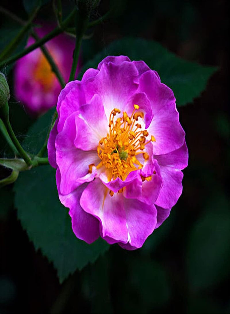 GGOOT 100Pcs Rosa Multiflora Seeds Perennial Vine Climbing Flower is Ideal Garden Material for Landscaping and Landscape Design - Image 1