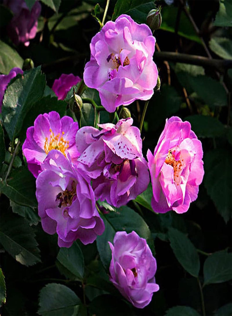 GGOOT 100Pcs Rosa Multiflora Seeds Perennial Vine Climbing Flower is Ideal Garden Material for Landscaping and Landscape Design - Image 3