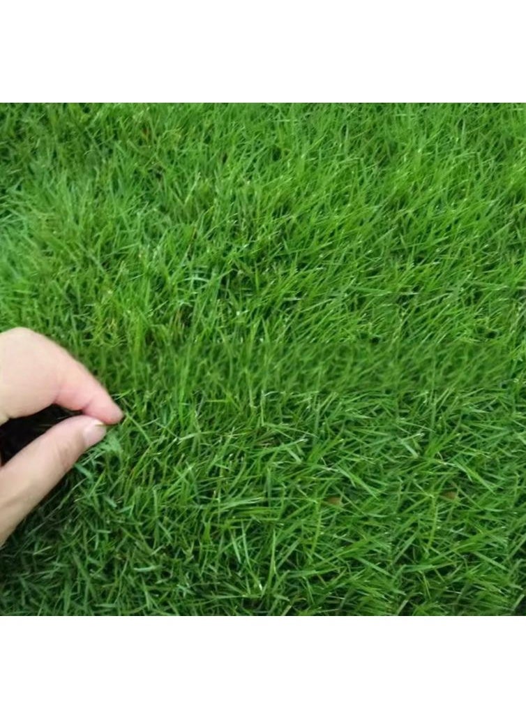 Rapid Grow Grass Seeds Lawn Gress Seeds 1000 PCS - Image 2