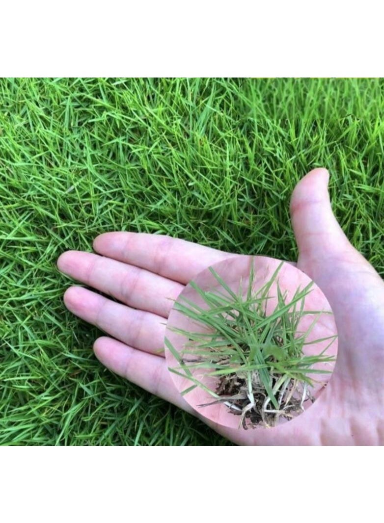 Rapid Grow Grass Seeds Lawn Gress Seeds 1000 PCS - Image 1