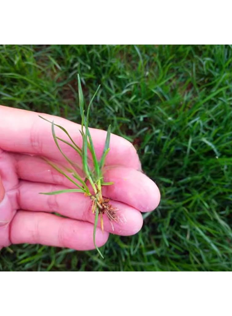 Rapid Grow Grass Seeds Lawn Gress Seeds 1000 PCS - Image 3