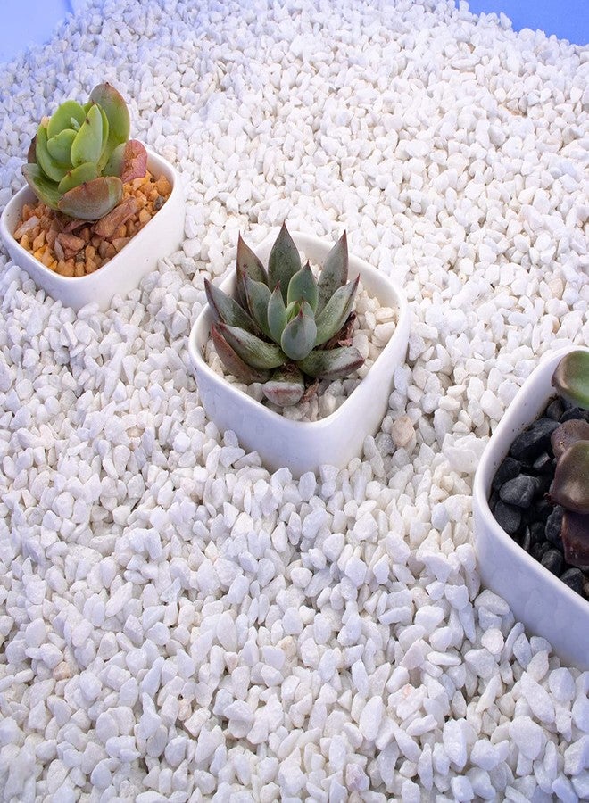 VAYINATO® (1 Kg) Natural White Slatted Chips 3-5 MM for Succulent and Cactus Bonsai DIY Rocks, White Onyx, Gravel for Terrarium, Aquarium Fairy Gardening, Top Dressing by Petzlifeworld - Image 3