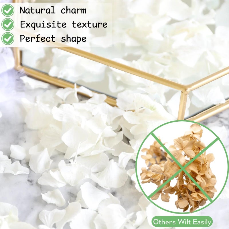 Gifugi 1500Pcs Real Dried Ivory White Hydrangea Flower Petals - Natural smal Petals for Wedding, Party Confetti, Romantic Night, Proposal Decor, Handcrafts (1.06 oz) - Image 5