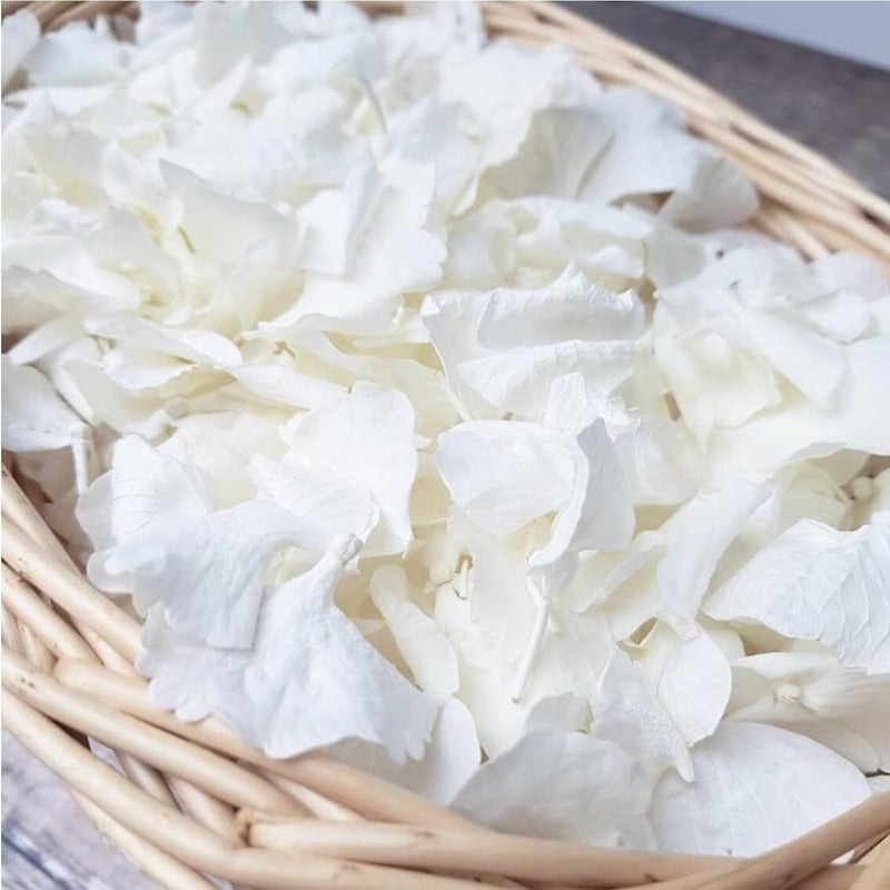 Gifugi 1500Pcs Real Dried Ivory White Hydrangea Flower Petals - Natural smal Petals for Wedding, Party Confetti, Romantic Night, Proposal Decor, Handcrafts (1.06 oz) - Image 1