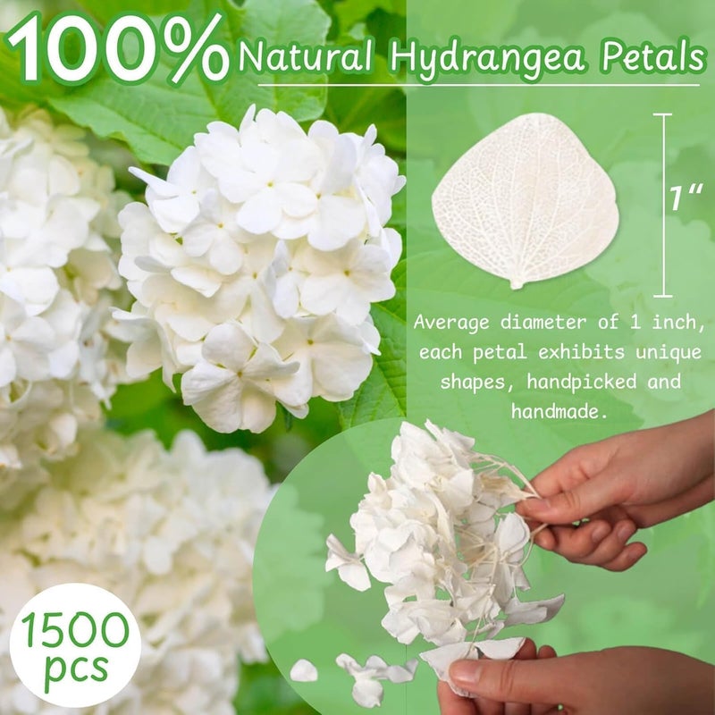 Gifugi 1500Pcs Real Dried Ivory White Hydrangea Flower Petals - Natural smal Petals for Wedding, Party Confetti, Romantic Night, Proposal Decor, Handcrafts (1.06 oz) - Image 3