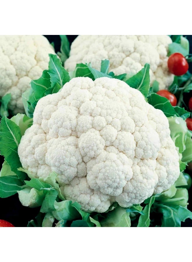 BIOCARVE SEEDS Cauliflower seeds - Image 3