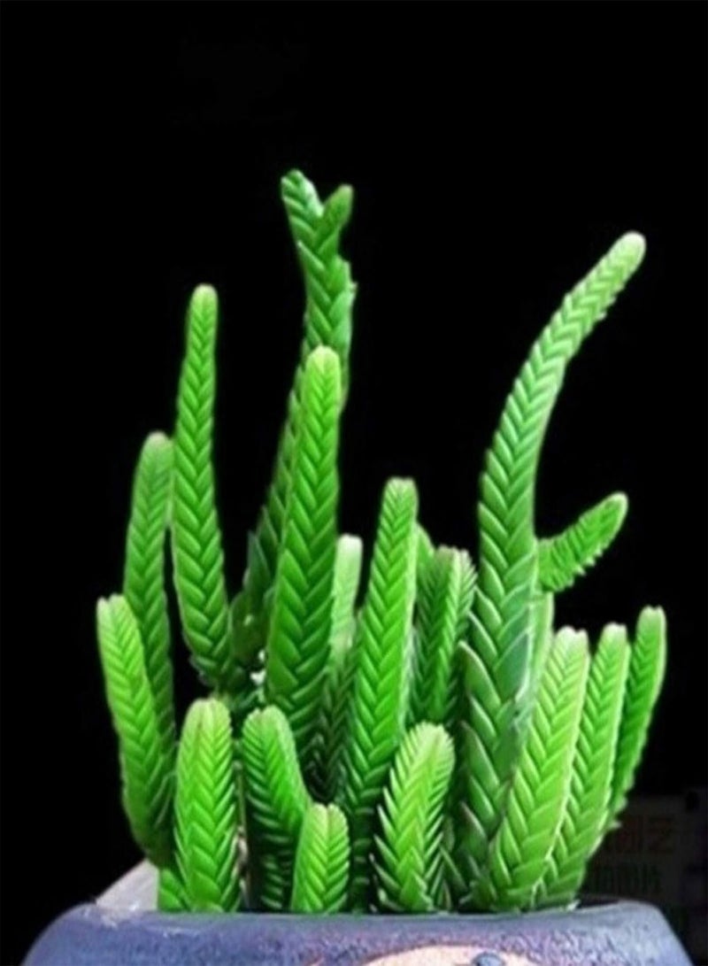 GGOOT Green Garden Flower Plants-100Pcs/Bag Succulent Seeds Mini Multi-use Temperature Sensitive Aesthetic Plant Seeds for Desktop - F - Image 5