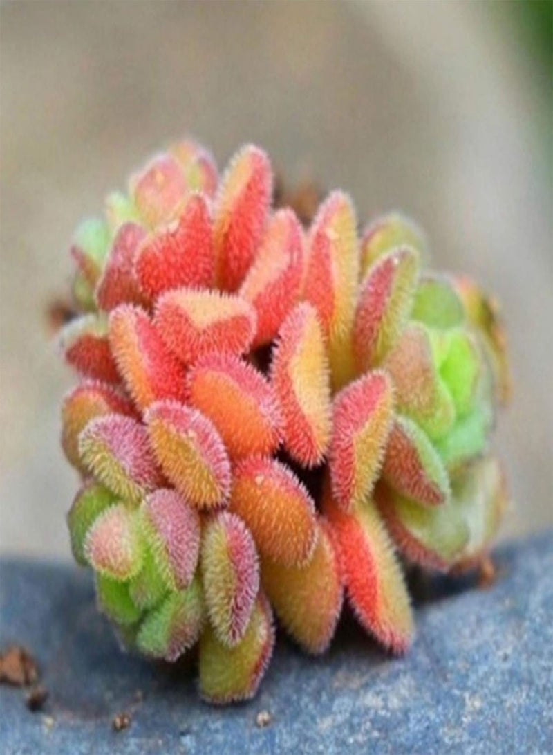 GGOOT Green Garden Flower Plants-100Pcs/Bag Succulent Seeds Mini Multi-use Temperature Sensitive Aesthetic Plant Seeds for Desktop - F - Image 1