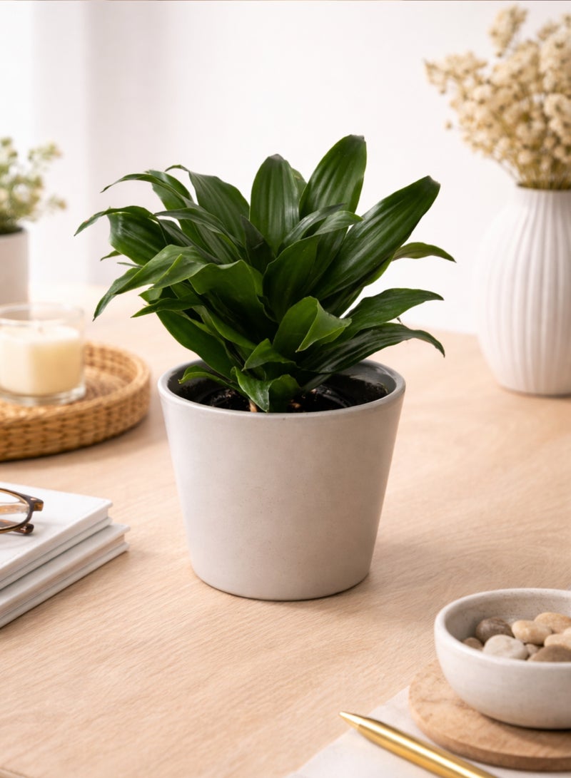 PLANT Dracaena Compacta Head Plant 15–20 cm | Live Indoor Table Plant | Low Maintenance Green Decorative Houseplant for Home Office Desk - Image 5