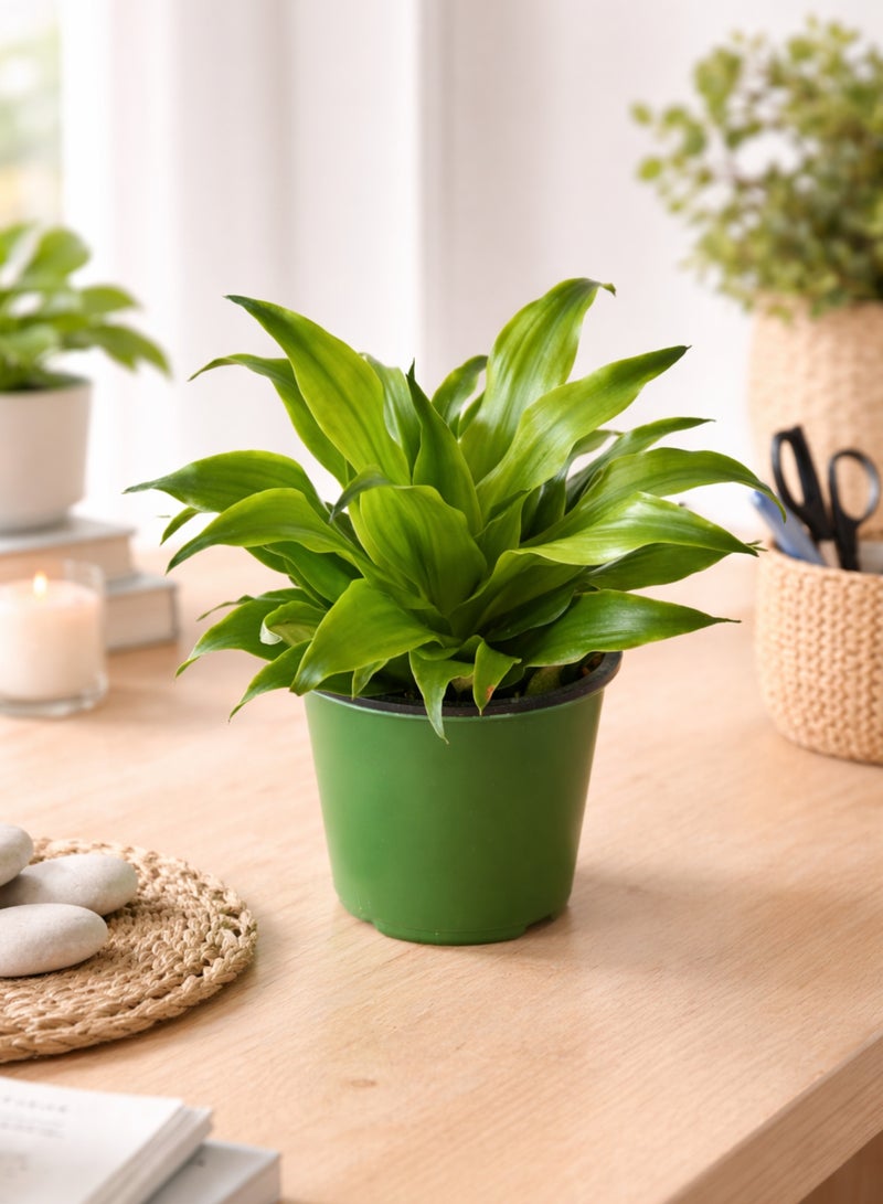 PLANT Dracaena Compacta Head Plant 15–20 cm | Live Indoor Table Plant | Low Maintenance Green Decorative Houseplant for Home Office Desk - Image 3