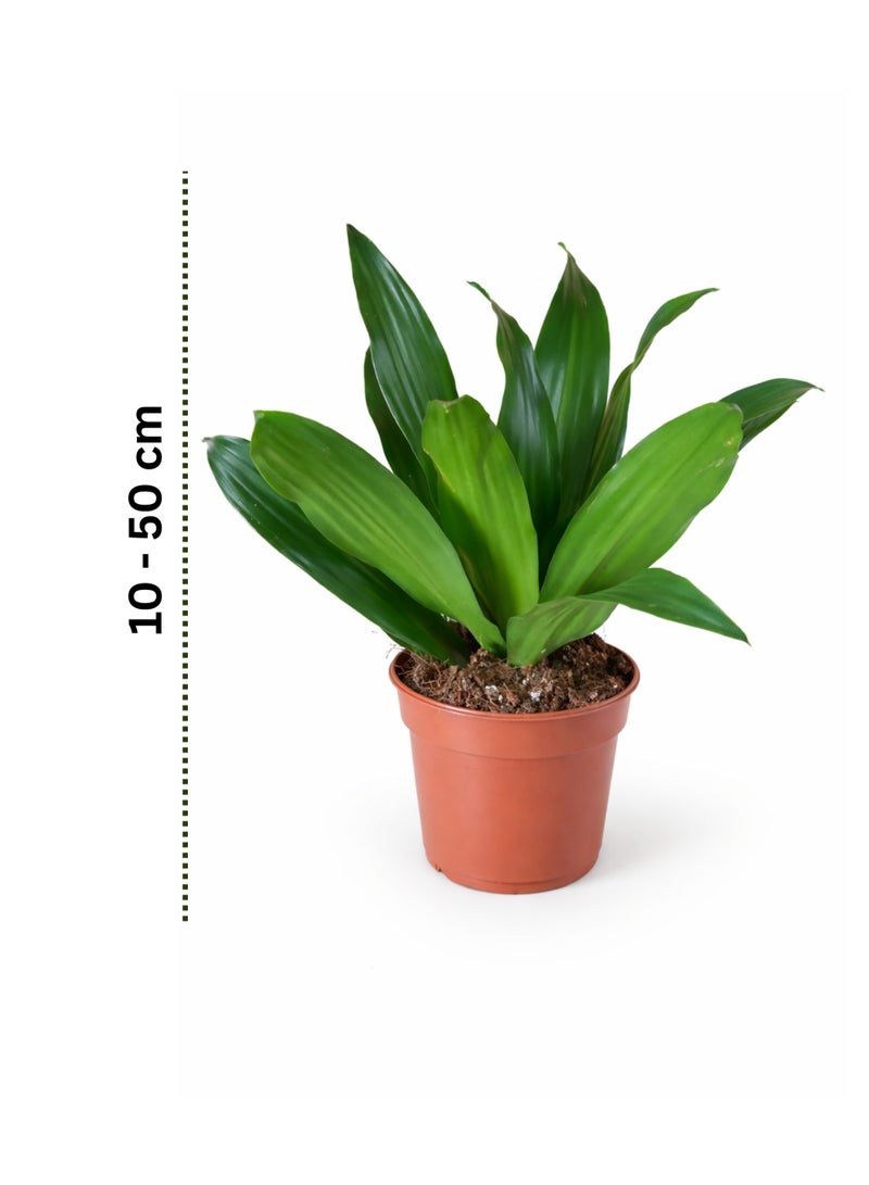 PLANT Dracaena Compacta Head Plant 15–20 cm | Live Indoor Table Plant | Low Maintenance Green Decorative Houseplant for Home Office Desk - Image 2