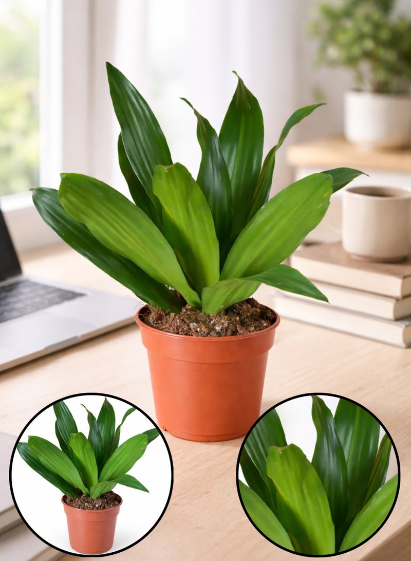 PLANT Dracaena Compacta Head Plant 15–20 cm | Live Indoor Table Plant | Low Maintenance Green Decorative Houseplant for Home Office Desk - Image 1