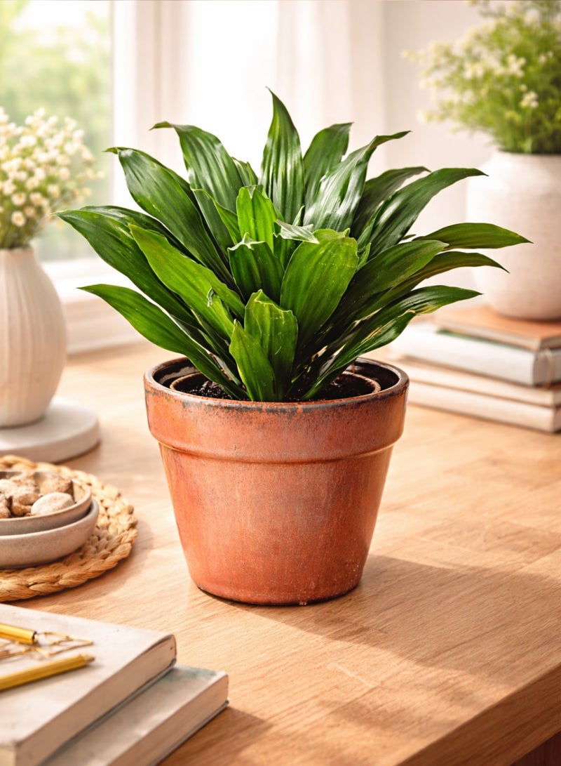 PLANT Dracaena Compacta Head Plant 15–20 cm | Live Indoor Table Plant | Low Maintenance Green Decorative Houseplant for Home Office Desk - Image 4
