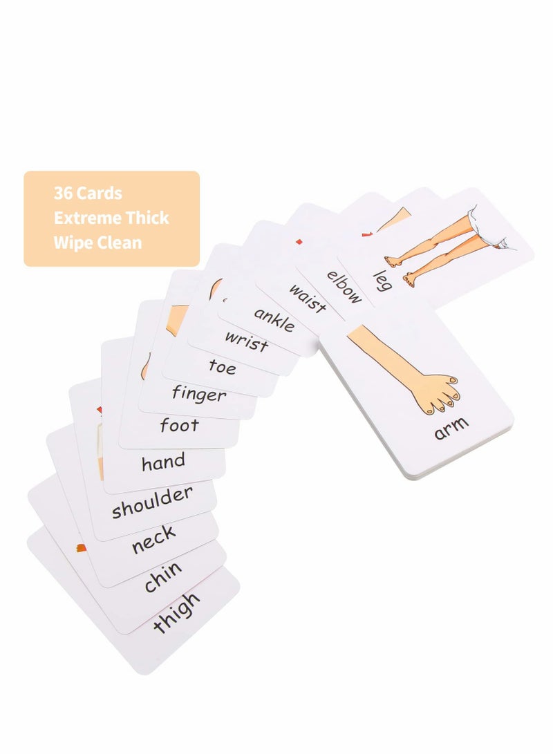 Flash Cards for Toddlers Learn Bodys Fun Learning, 36 Pcs Body Parts Kids Pocket Card Baby Toys Children Pre-Kindergarten - Image 4