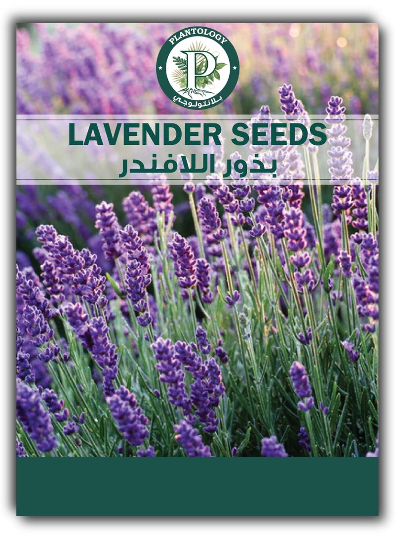 بذور اللافندر للزراعة - بذور زهرة اللافندر - Image 1
