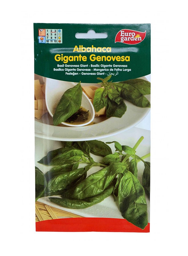 Euro Garden بذور ريحان جنوفيسا العملاقة من يورو جاردن بجودة ممتازة - Image 1