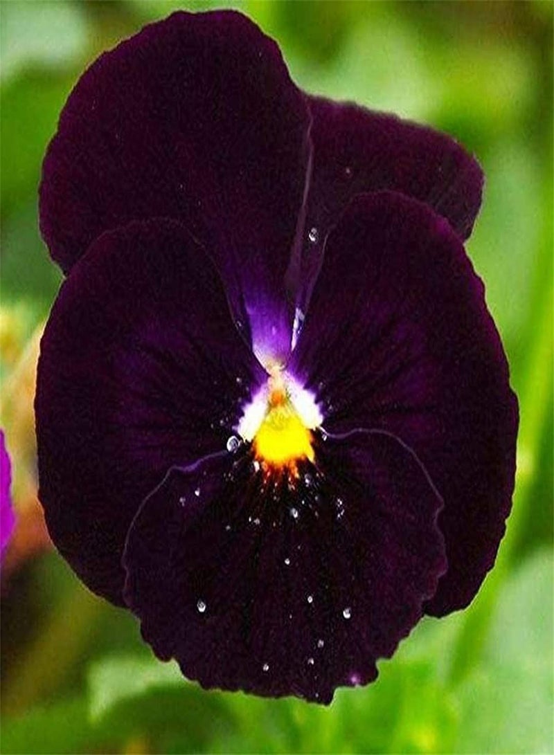 GGOOT Self-Planted Pansy Seeds-Home Garden Collection Gift Seeds High Germination Rate Outdoor Seeds UK - Image 2