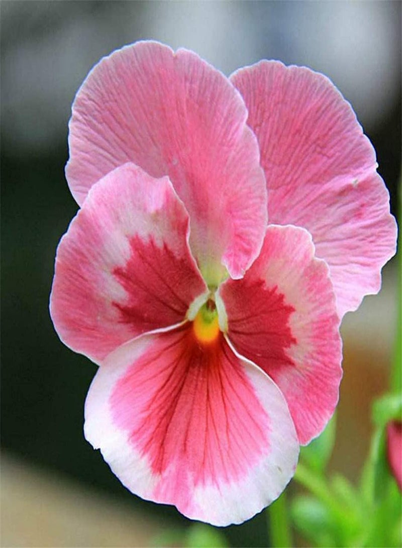 GGOOT Self-Planted Pansy Seeds-Home Garden Collection Gift Seeds High Germination Rate Outdoor Seeds UK - Image 1