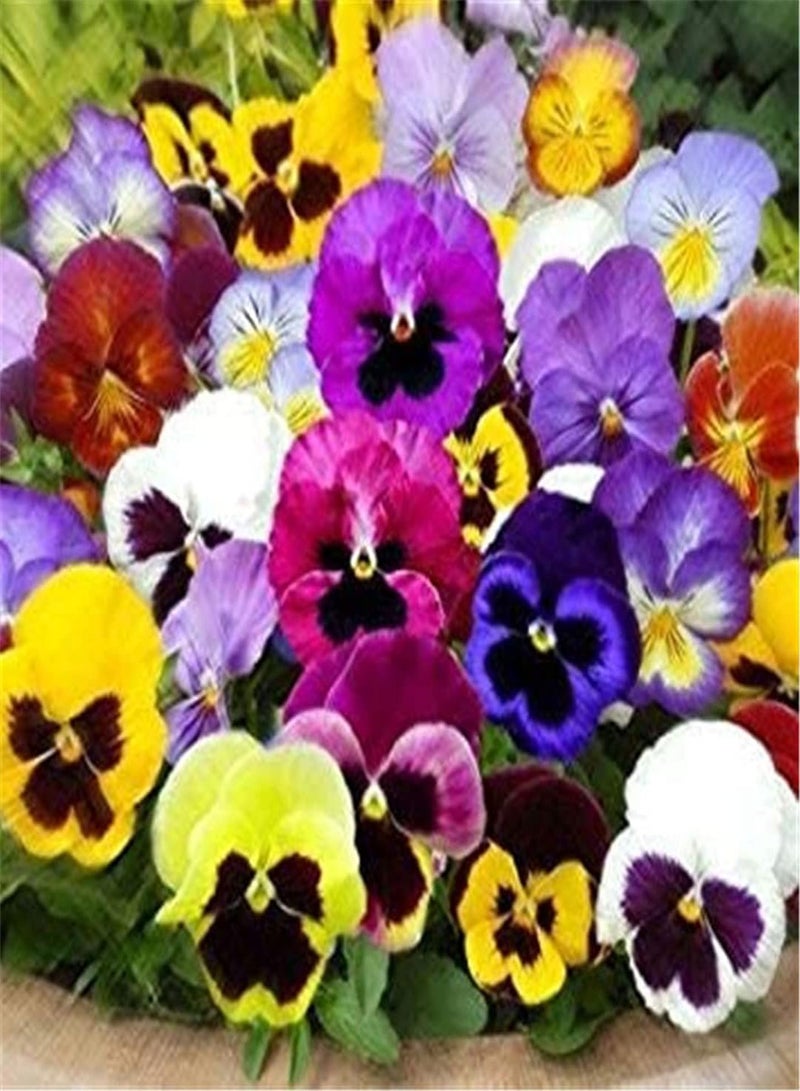 GGOOT Self-Planted Pansy Seeds-Home Garden Collection Gift Seeds High Germination Rate Outdoor Seeds UK - Image 3