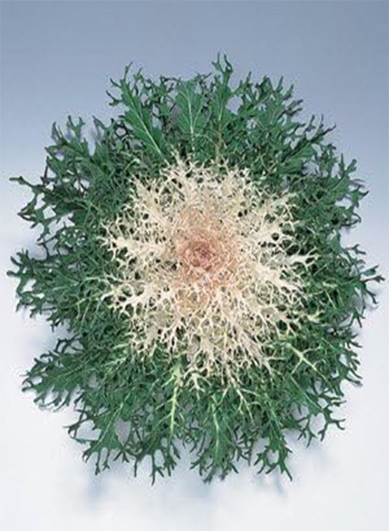 Flowering Kale Peacock White 100 Seeds