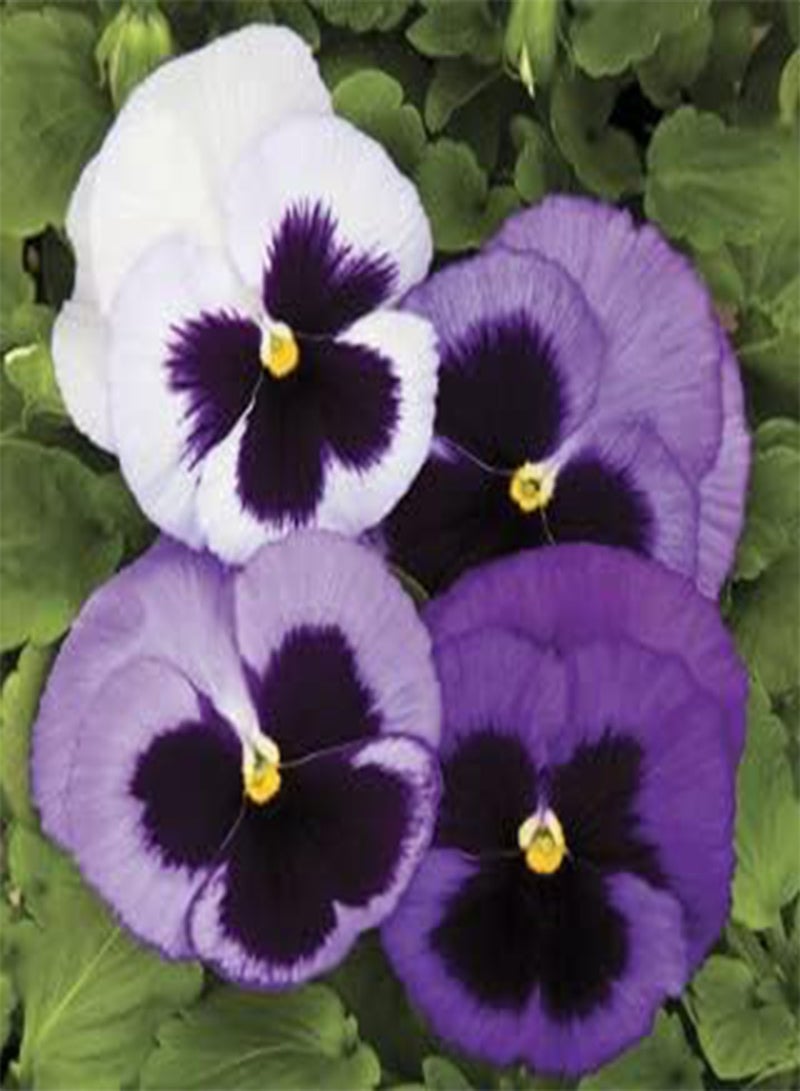 GGOOT Pansy Colossus Ocean 250 Seeds