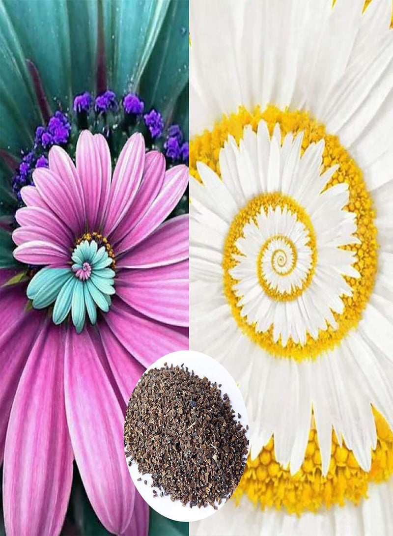 جي جوت كيس واحد من بذور الأقحوان الحلزونية، بذور زهرة المعجزة النادرة، بذور زهرة الأقحوان المعجزة بألوان مختلطة للحديقة - Image 3